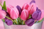 Życzenia na każdą okazję - Tulipany